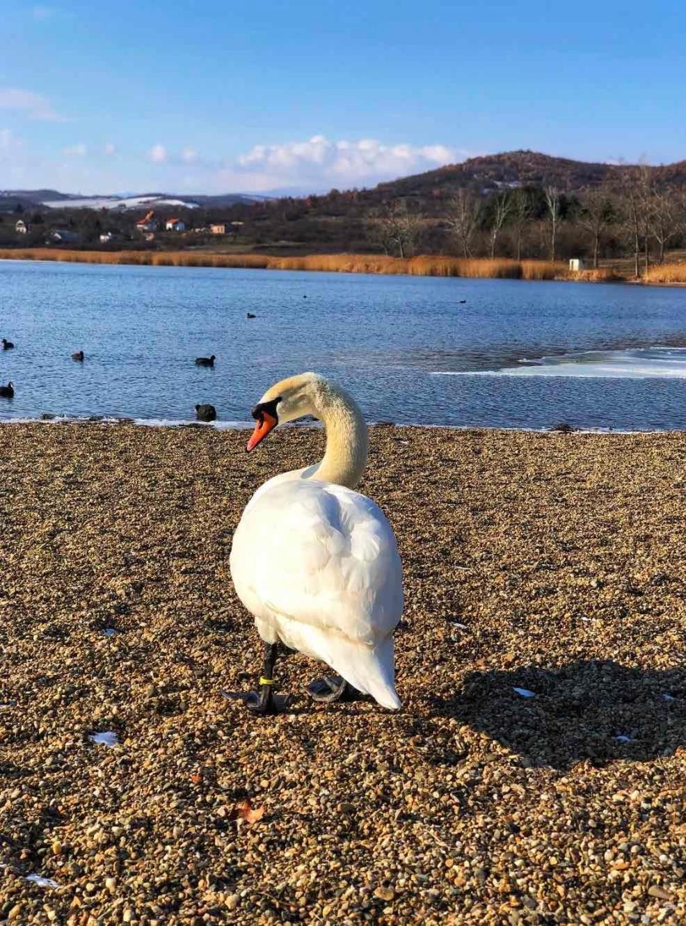 Garni Hotel Oblacinsko Jezero Oblacina Eksteriør billede