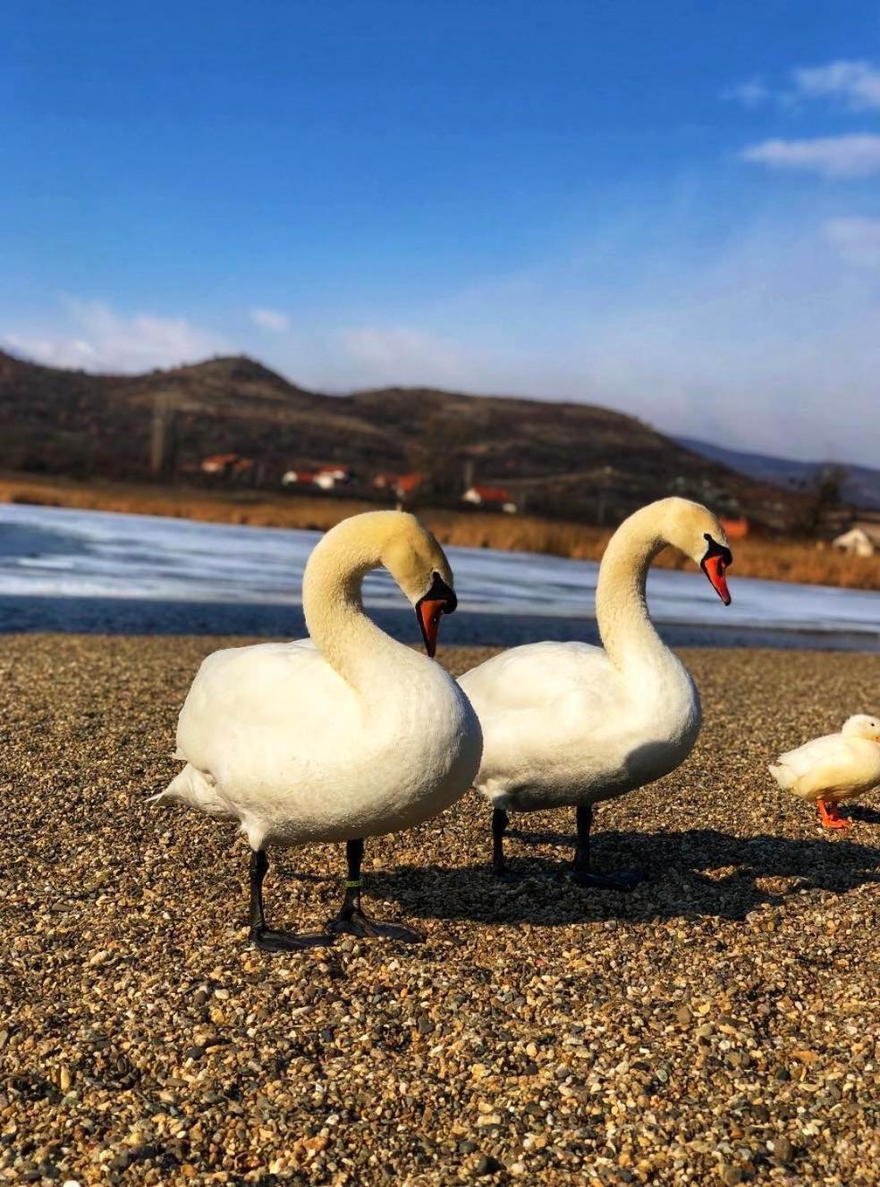 Garni Hotel Oblacinsko Jezero Oblacina Eksteriør billede